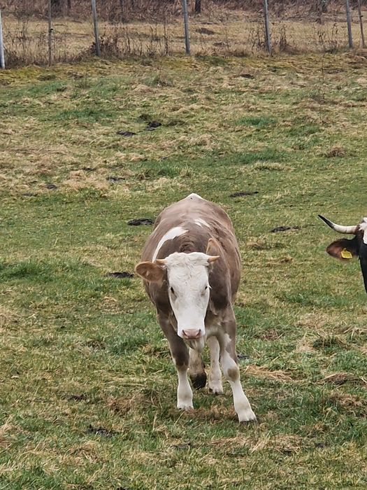Vitea de 10 luni de vanzare