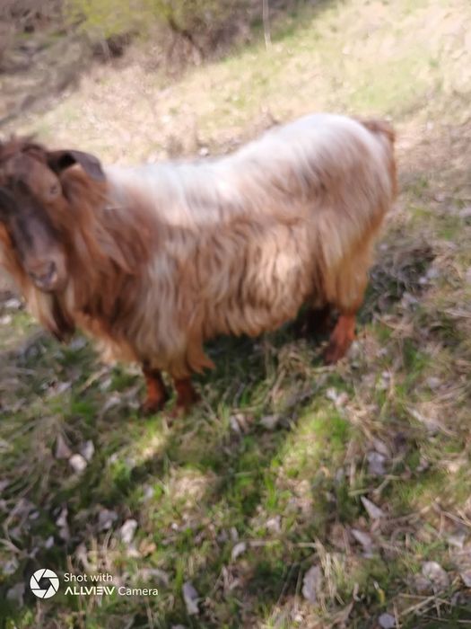 Vând țap tanar de tăiere sau monta..