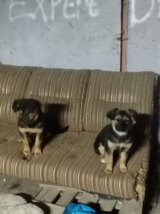 Отдам щенков в хорошие руки