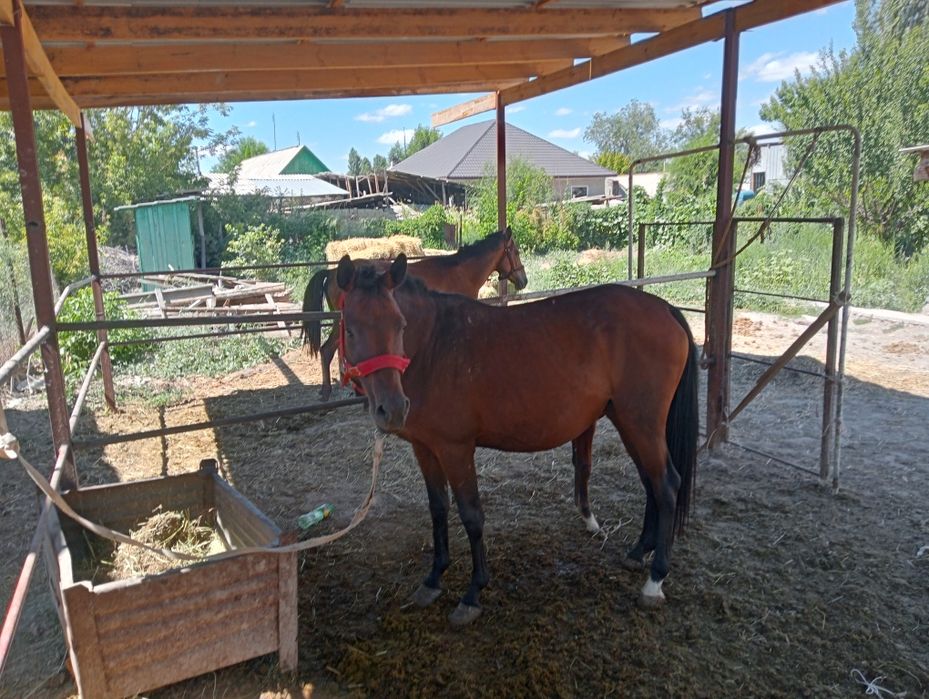 Таза қанды жылқлар