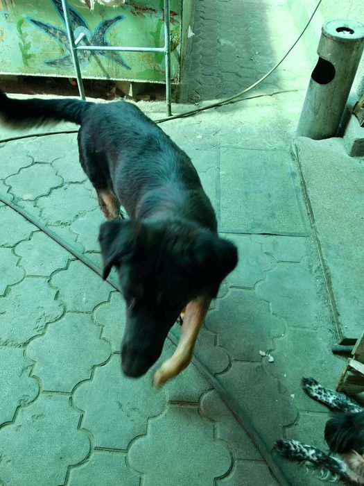 Отдам щенков в хорошие руки