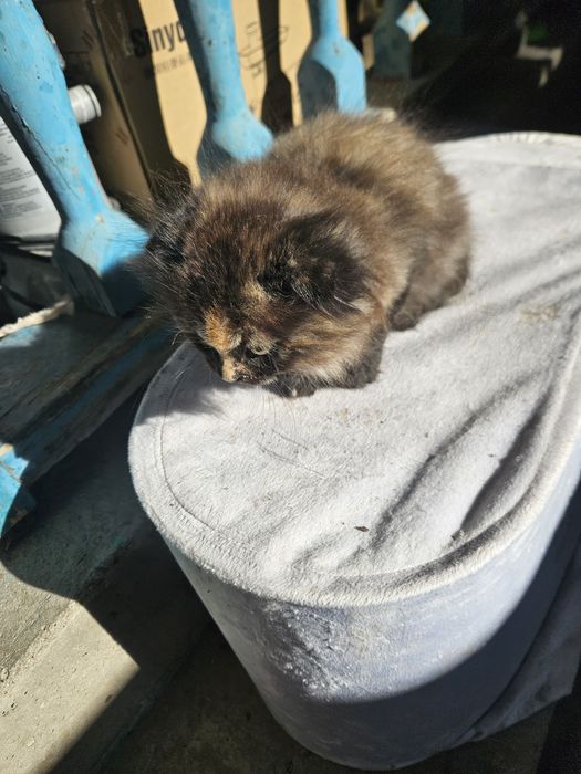Котята в заботливые руки.