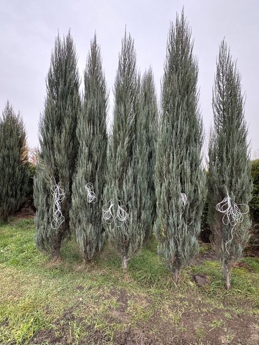 Можжевельник Туя Сосна Береза Липа Каштан