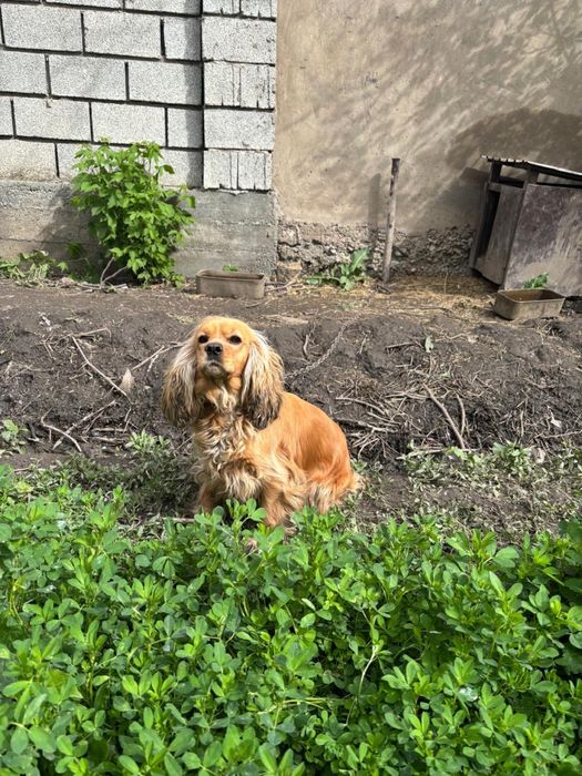 Англиский кокер спанель