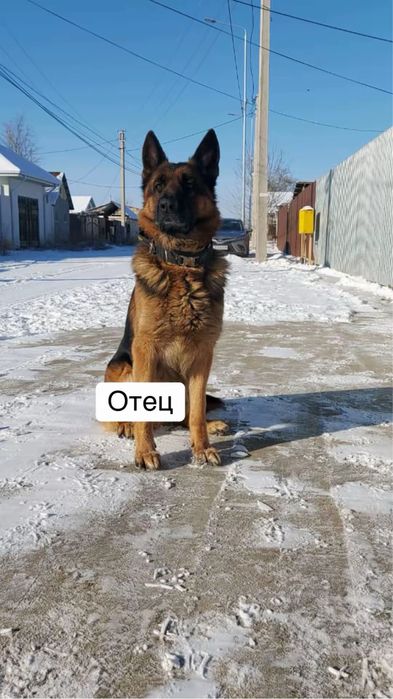 Немецкая овчарка