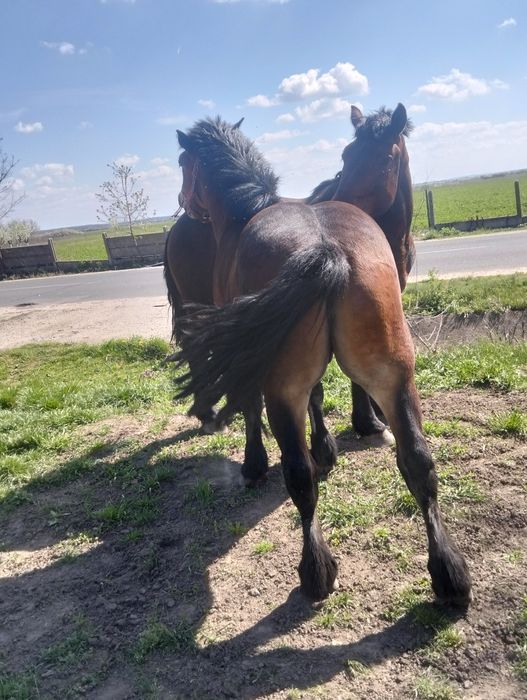 Mânji armăsari de 2 ani