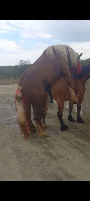 Iapa de vânzare, gestantă în 9 luni