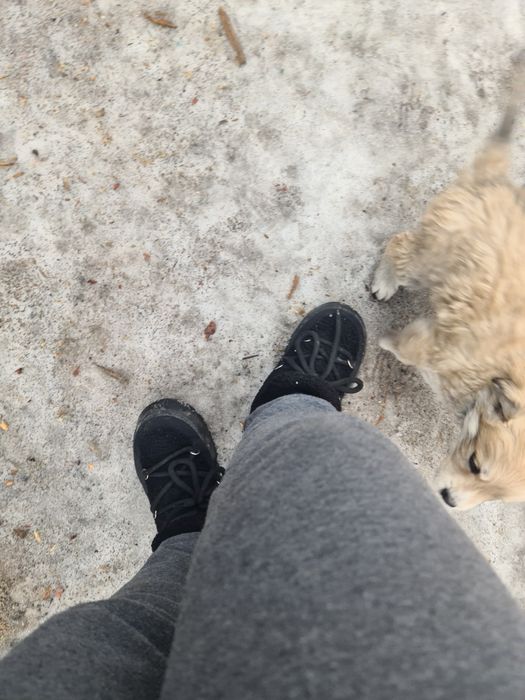 Отдам щенка бесплатно