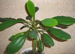 комнатные цветы,пишите.