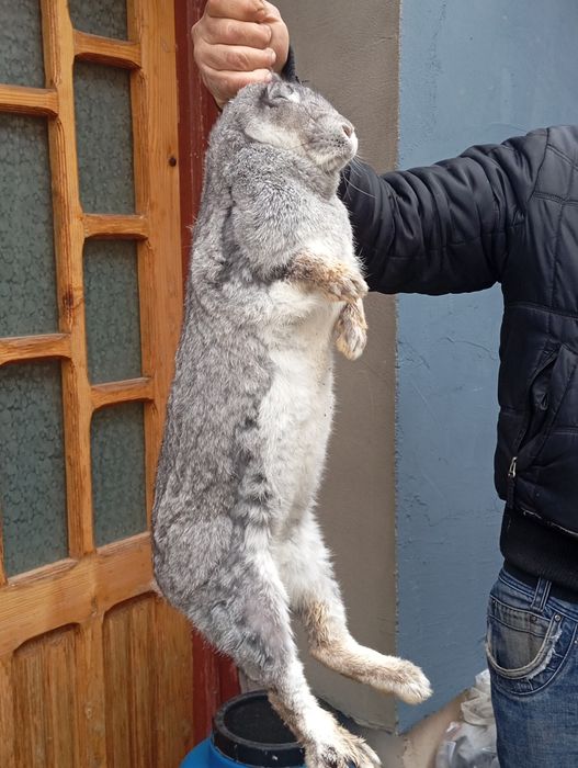 Iepuroaica tânără