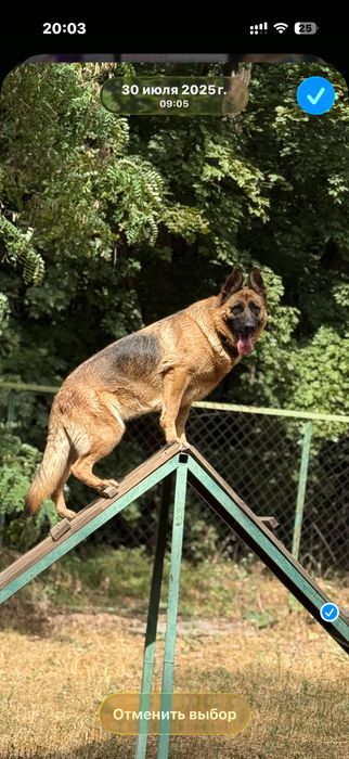 Ищу кобеля для вязки немецкой овчарки  в районе Ипподрома