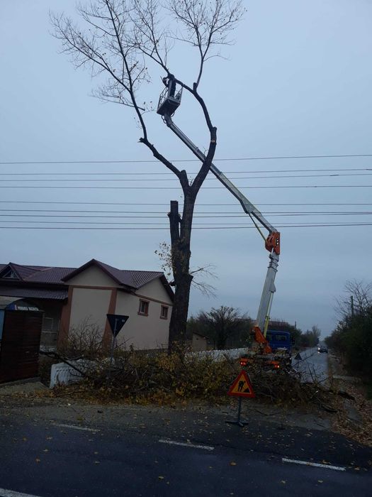 Tăiere/Toaletare Copaci Periculoși