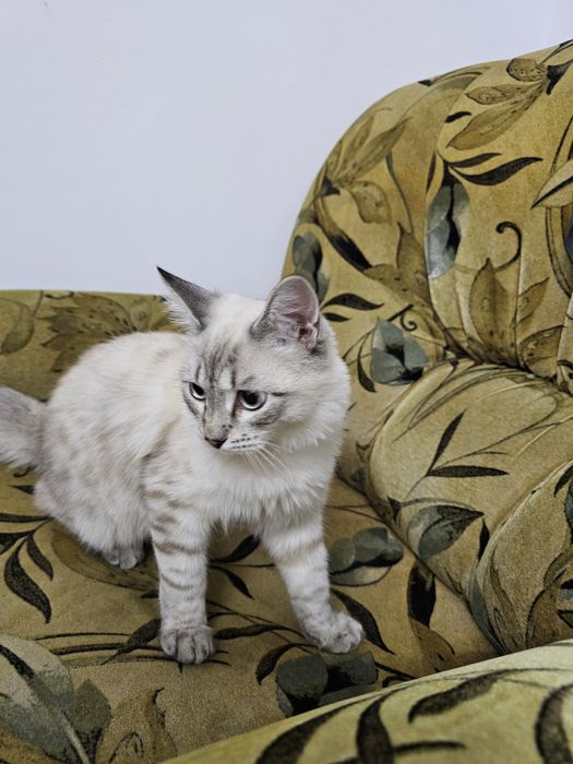 Породистый котёнок