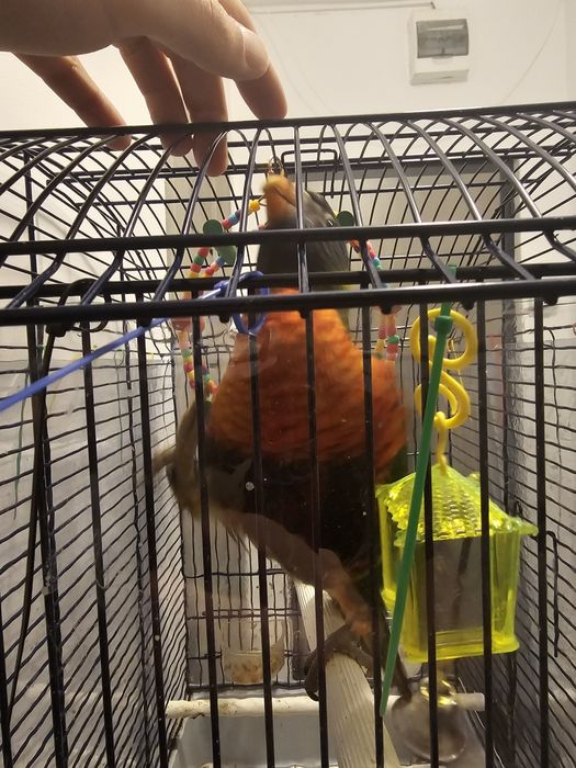 Papagal Lori Curcubeu