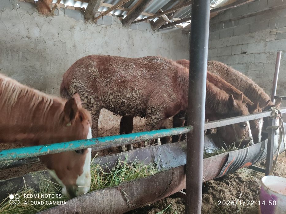 2 бас семіз құнан сатылады