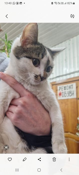 Отдам молодую кошечку в добрые руки.