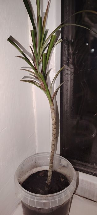 Гүл дарцаена сатылады