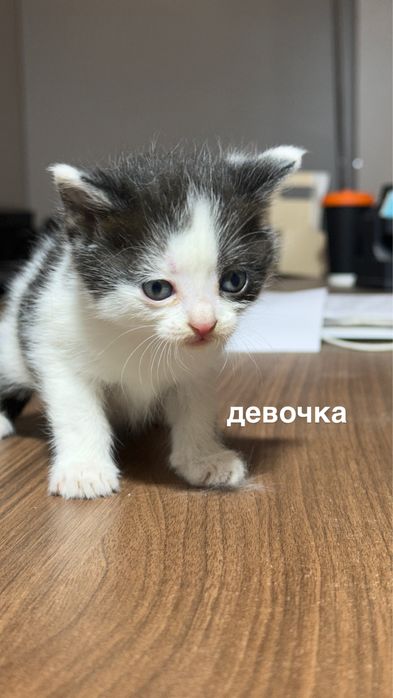 Котята беспллатно