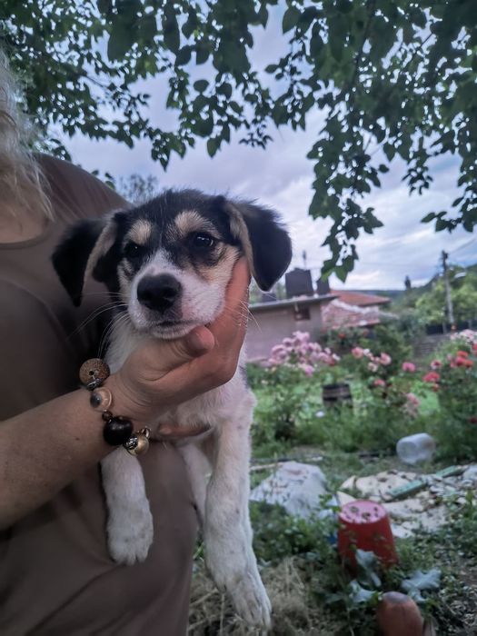 Подарява се малко кученце