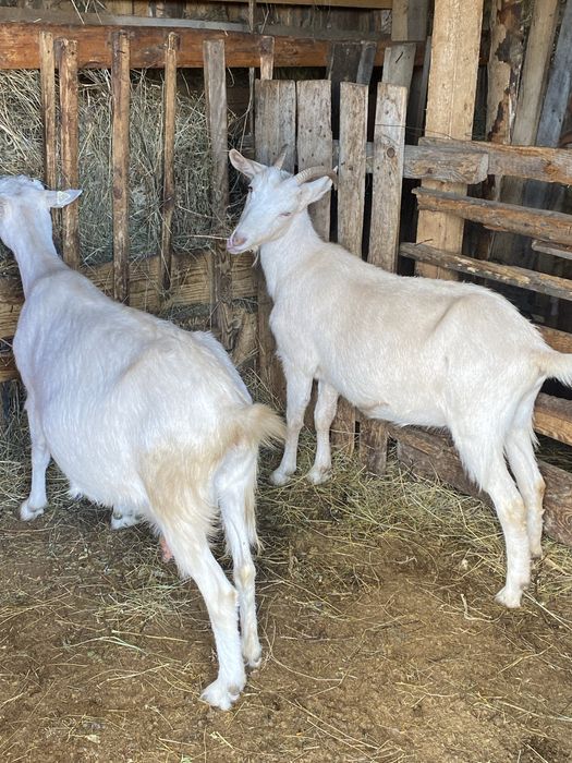 Iadă saanen de vanzare