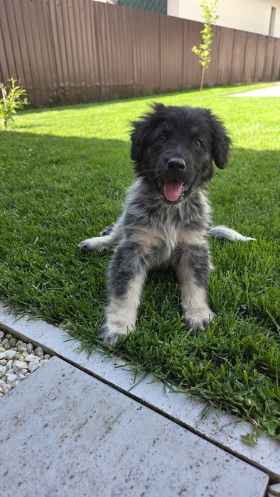 Cățel abandonat pentru adoptie