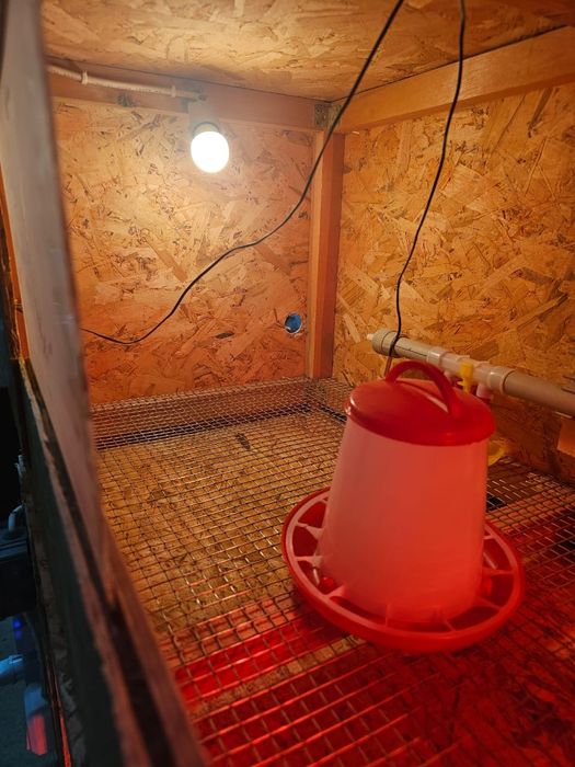 Брудер для цыплят