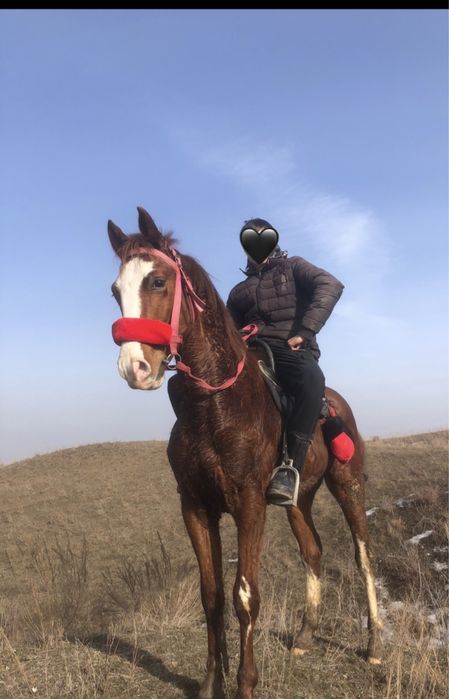 Продам молодого каня