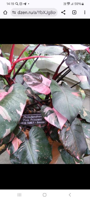 Филодендрон розовая принцесса