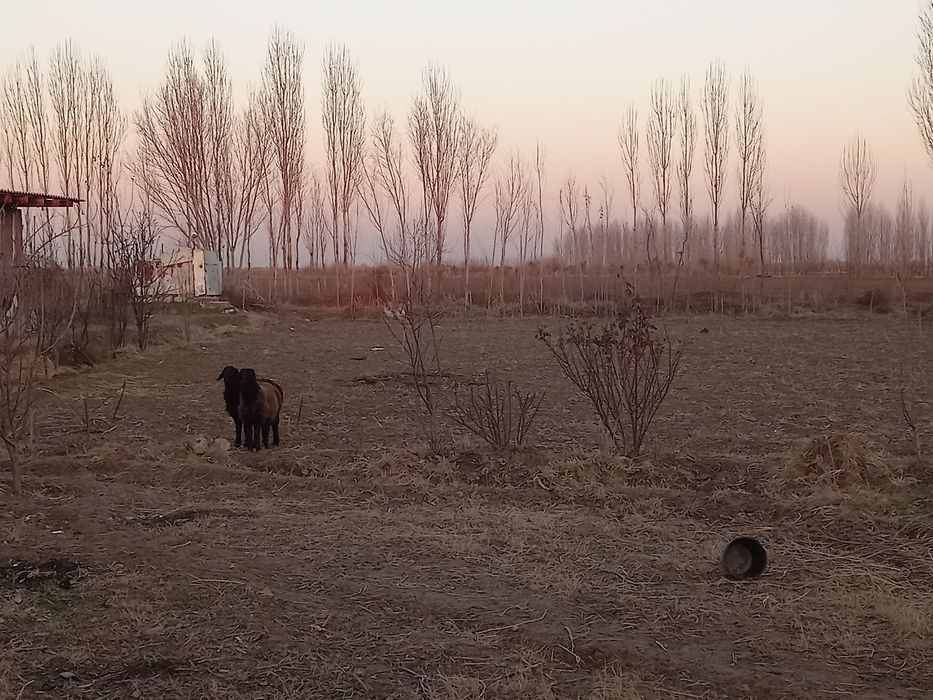 Zarbdor  20 sotixli xovli uy sotiladi