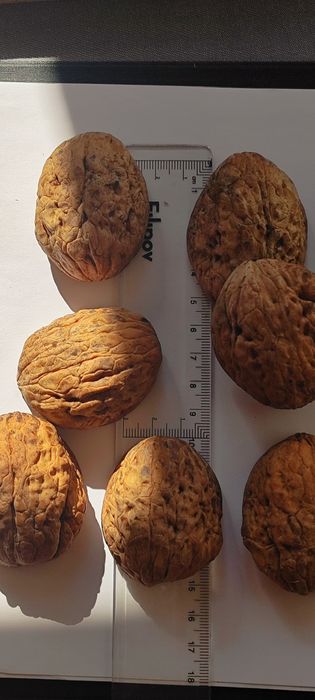 Черупка от едър орех за Handmade декорации