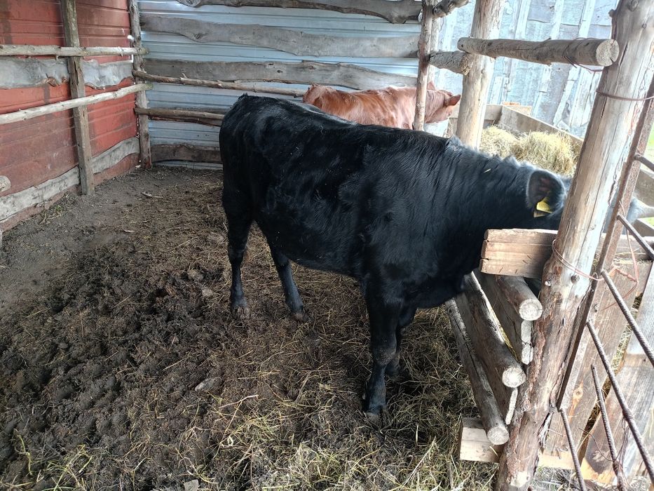 Продам годовалых тёлок
