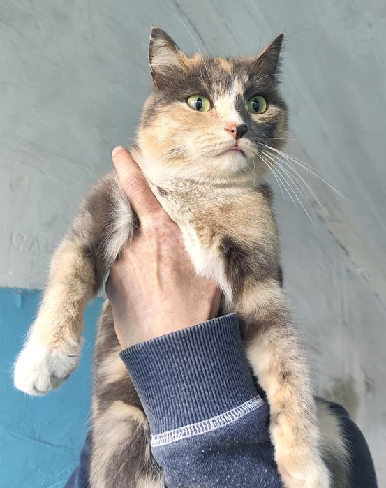 Кошечка подросток срочно ищет дом !