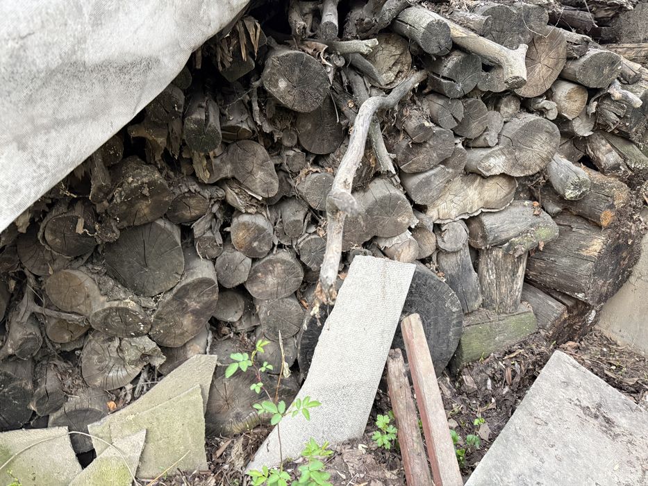 Отдам дрова пеньки тополя