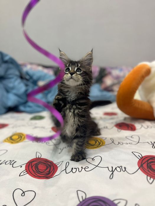 Продам девочку 6 месяцев