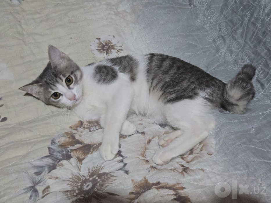 Отдадим в добрые руки замечательных котят