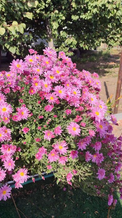 Продам хризантему