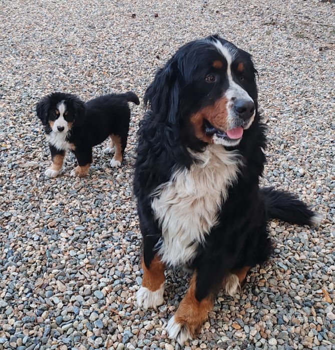 Щенки Бернского Зейнедхуда