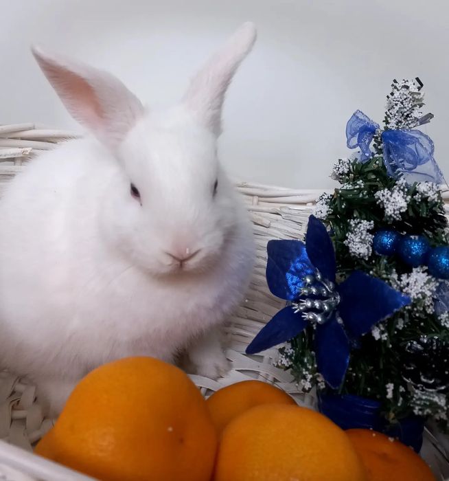 Декоративные кролики 1.5месяца