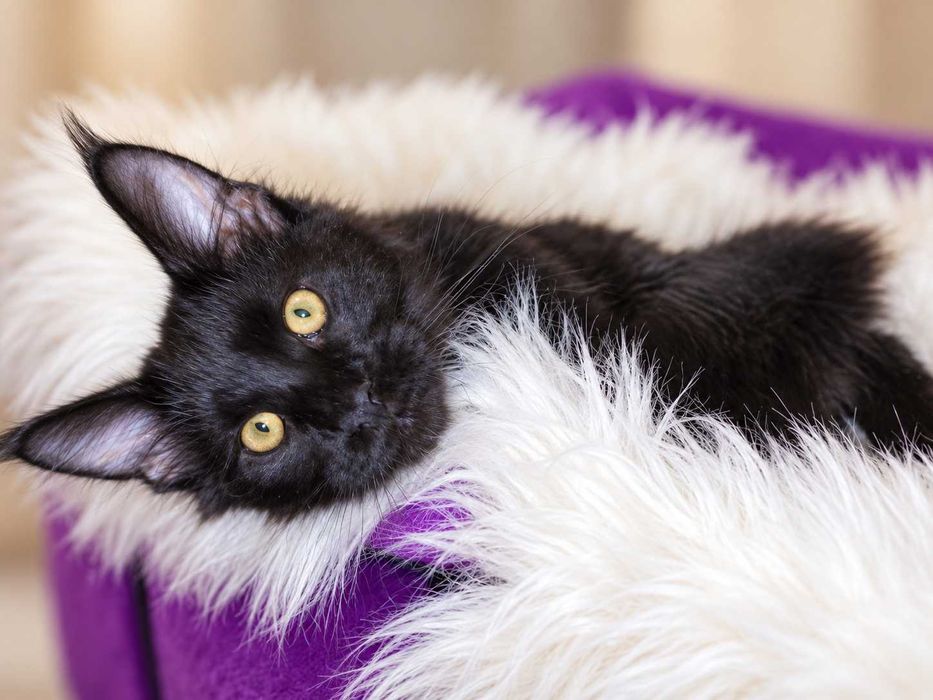 Maine Coon Solid Black – Sultan, micul rege cu pedigree  pedigree  www.lynxrunecode.com