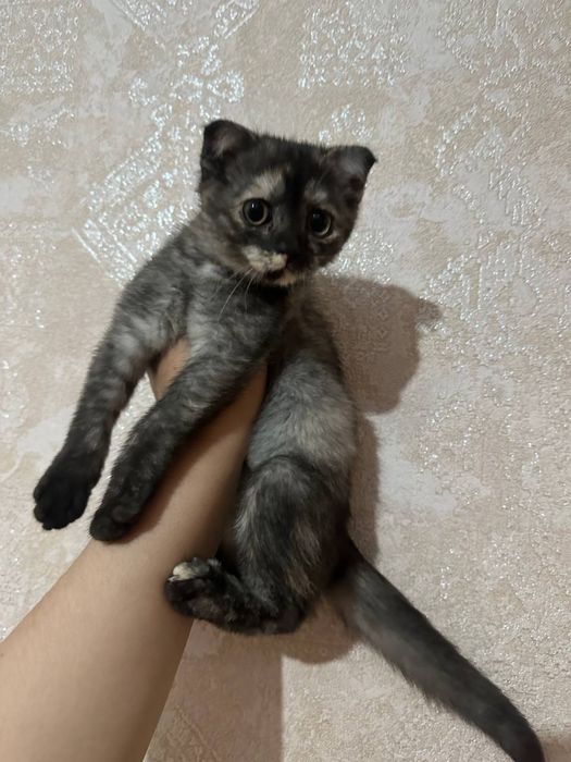 Флод мушукча сотилад