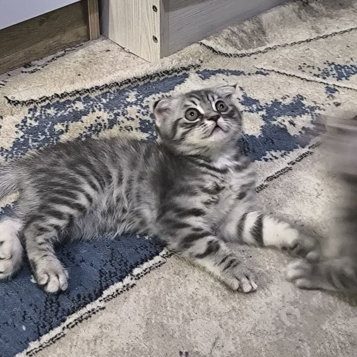 Котята породистые