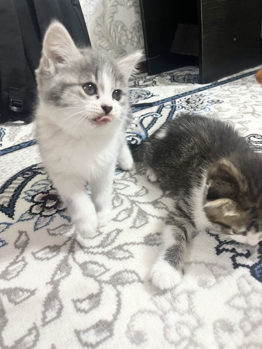 Скотиш фолд кошка. 2 ойлик самка хоразмда