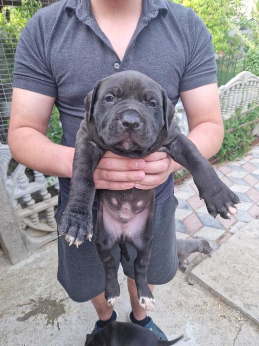 Продам щенков кубинский питбуль.