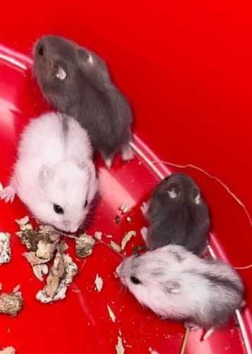 Caută altă casă hamsteri