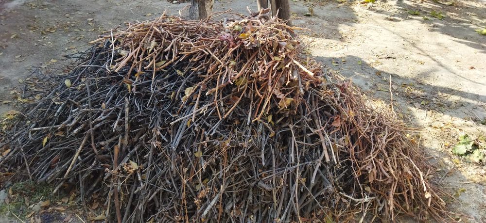 Продаются ветки деревьев