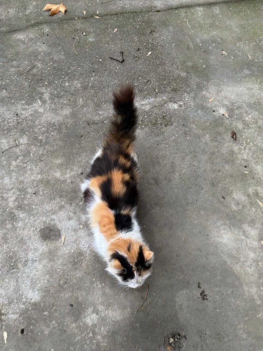 Красивая кошечка хочет домой