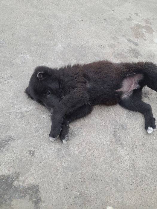 Күшік 1 айлық қазақ төбеттің күшігі.