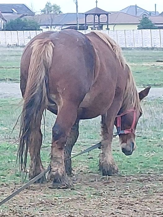 Vand iapa grea de 5/6 ani gestanta in 6 luni.