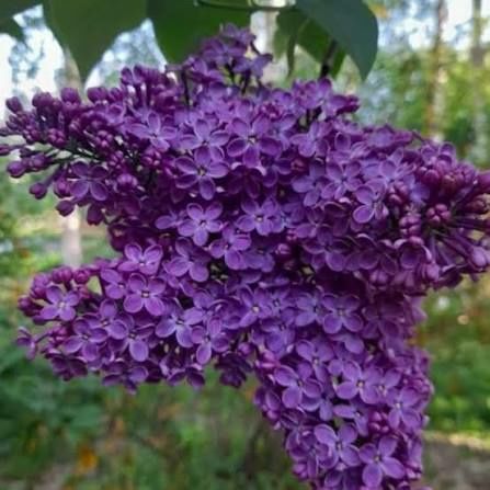 Vand hortensia la ghiveci  și lilieci la ghiveci