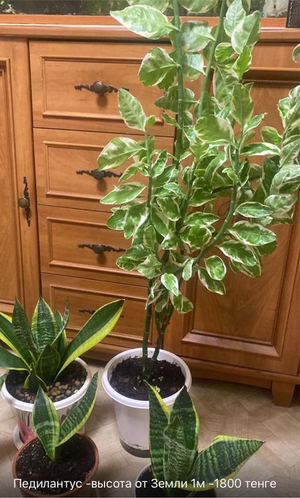 Продам цветы в горшочках